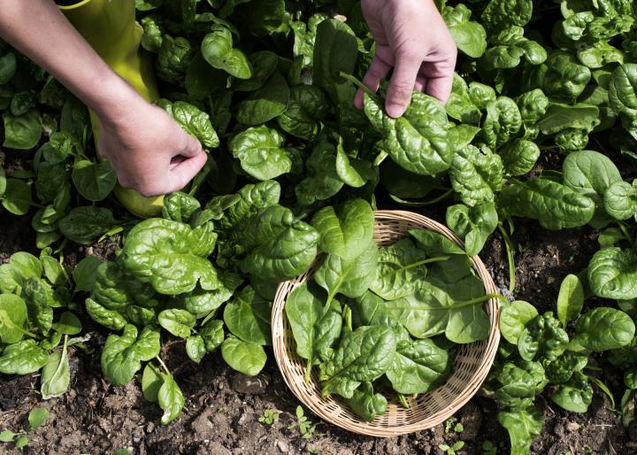 Spinach immune benefits