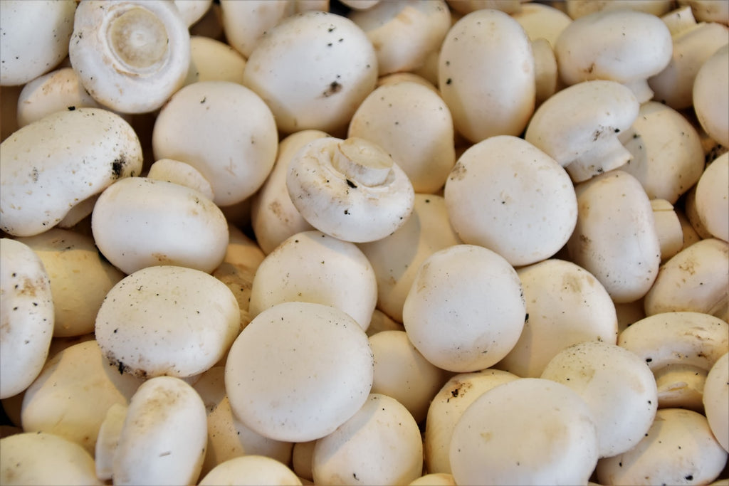 All About Mushrooms and Why YOU Should Be Eating Them!