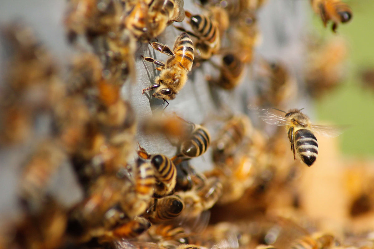 La Danse Des Abeilles Miel Factory