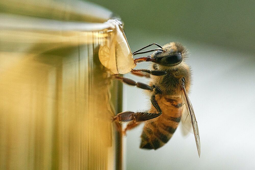 Feeding honey