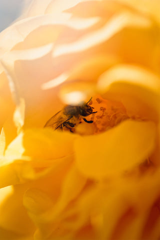 Abeille dans la fleur