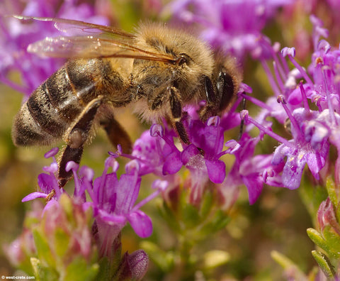 Abeille sur le thym