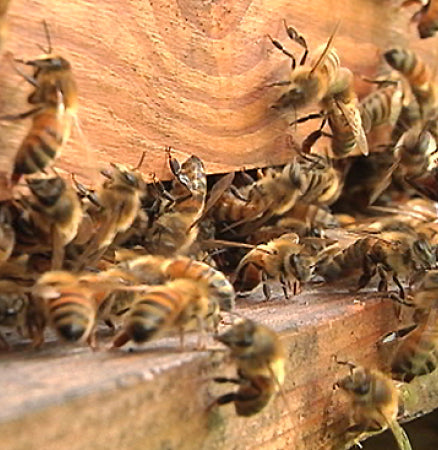 Abeilles Nouvelles Calédonie