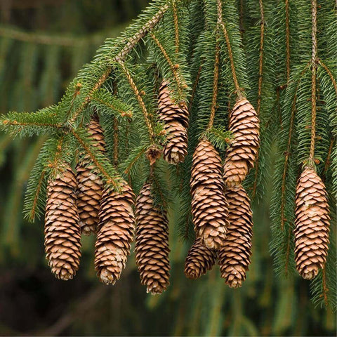 Sapin fruit