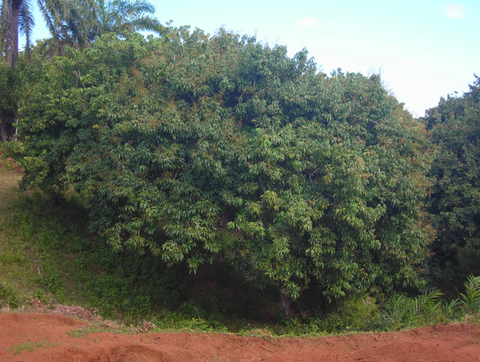 Arbre de litchi