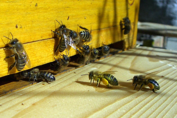 Bees with pollen landing