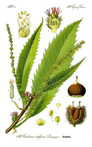 Castanea sativa illustration