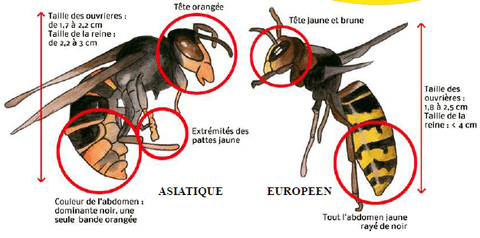 Distinctions entre le frelon asiatique et le frelon européen