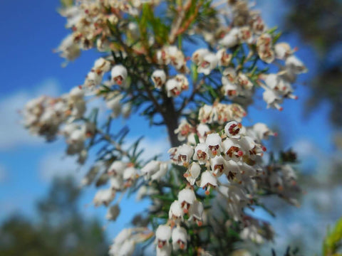 Erica Arborea