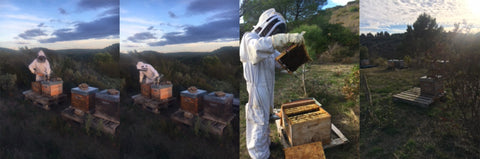 L'apicultrice Estela
