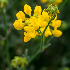 Garrigue