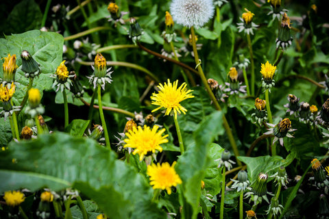 Fleur de pissenlit