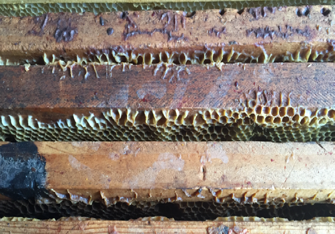 Le miel en rayon : Délicieux et sain – Vis ma vie d'abeille