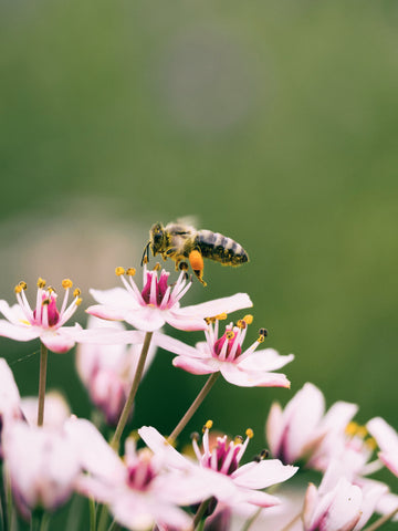 abeille fleur gelee royale
