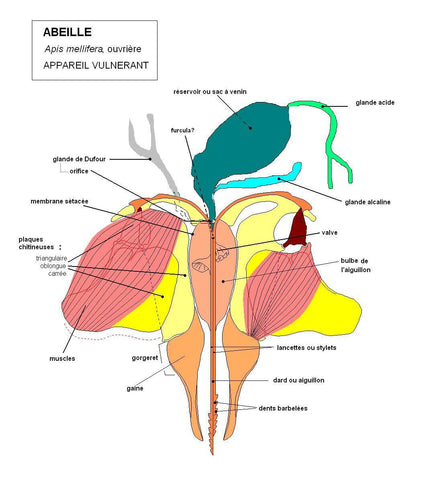 Appareil vulnérant abeille ouvrière