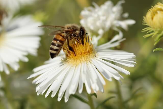 pollinisateur abeilles