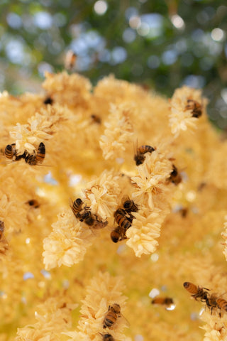 groupe d'abeilles qui butinent sur fleurs