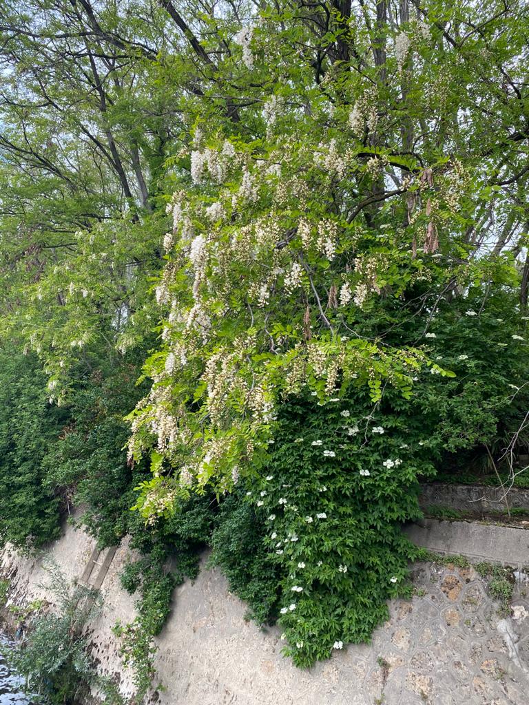 acacia en fleurs