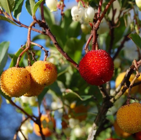 Fruits arbousier