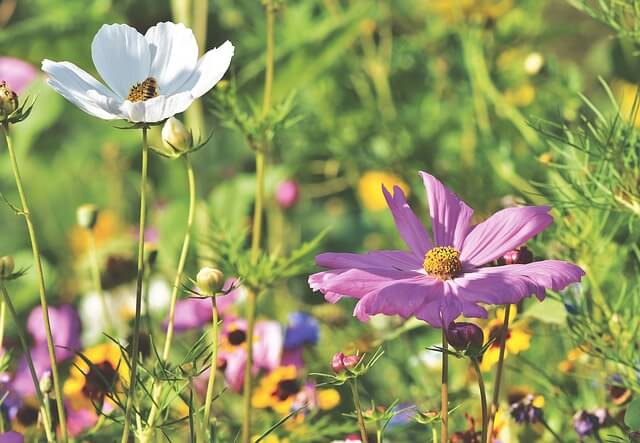 cosmos mellifère