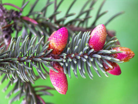 Fleurs femelles sapin