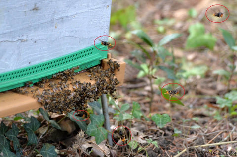 Frelons asiatiques autour d'une ruche d'abeilles domestiques