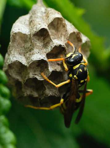 wasp nid 