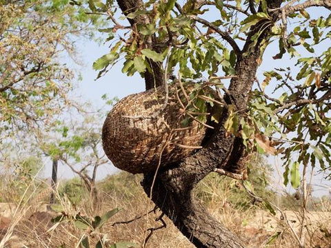 ruche en paille