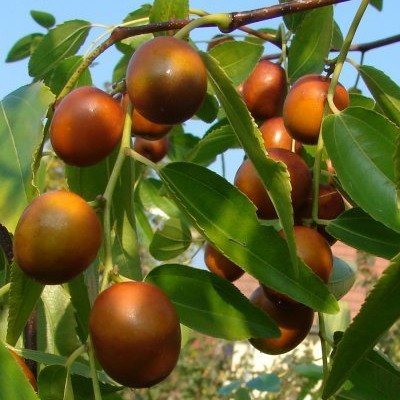 Fruit du jujubier - Miel de Jujubier du Yémen - Miel Factory 