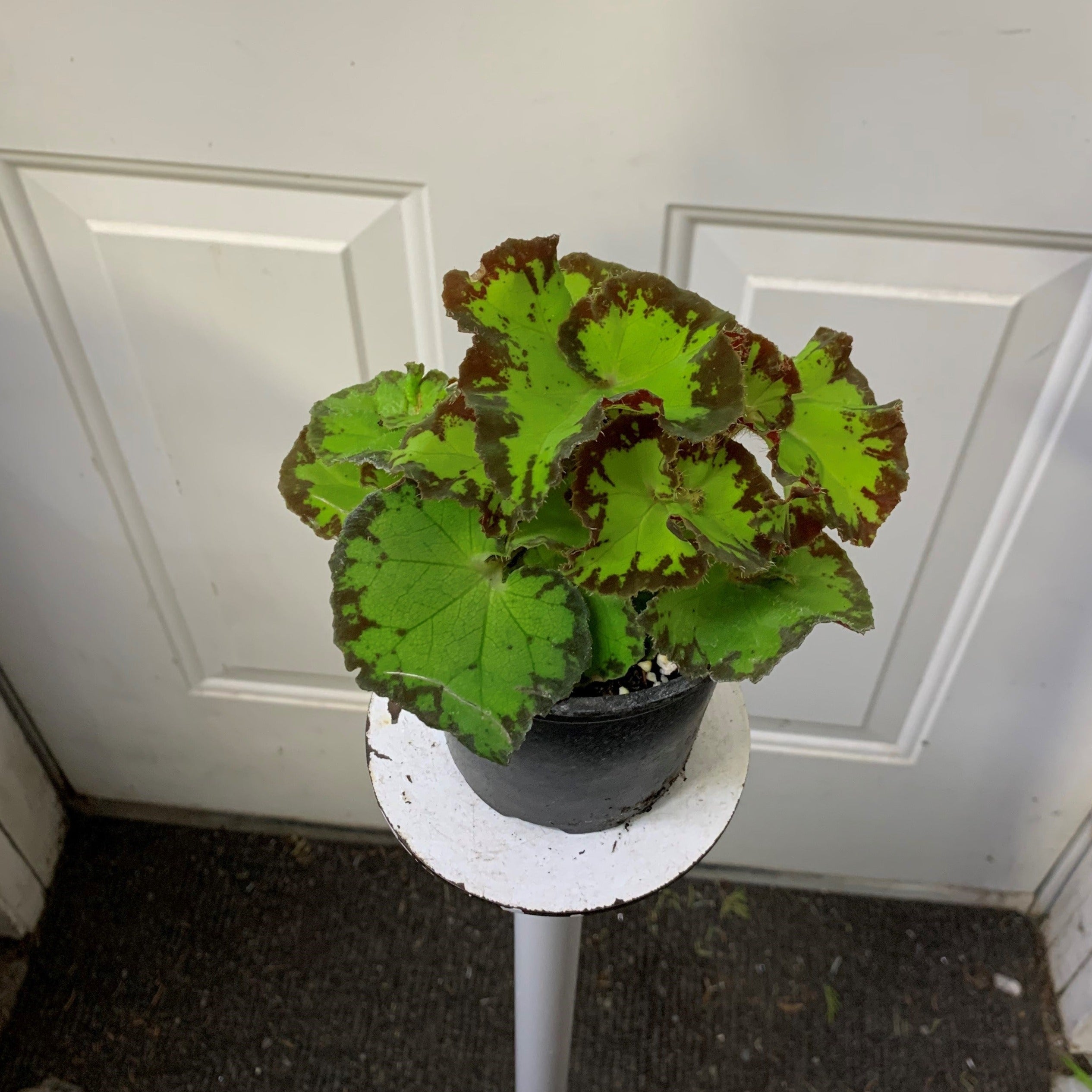 Begonia 'River Nile' – Ottawa Plants