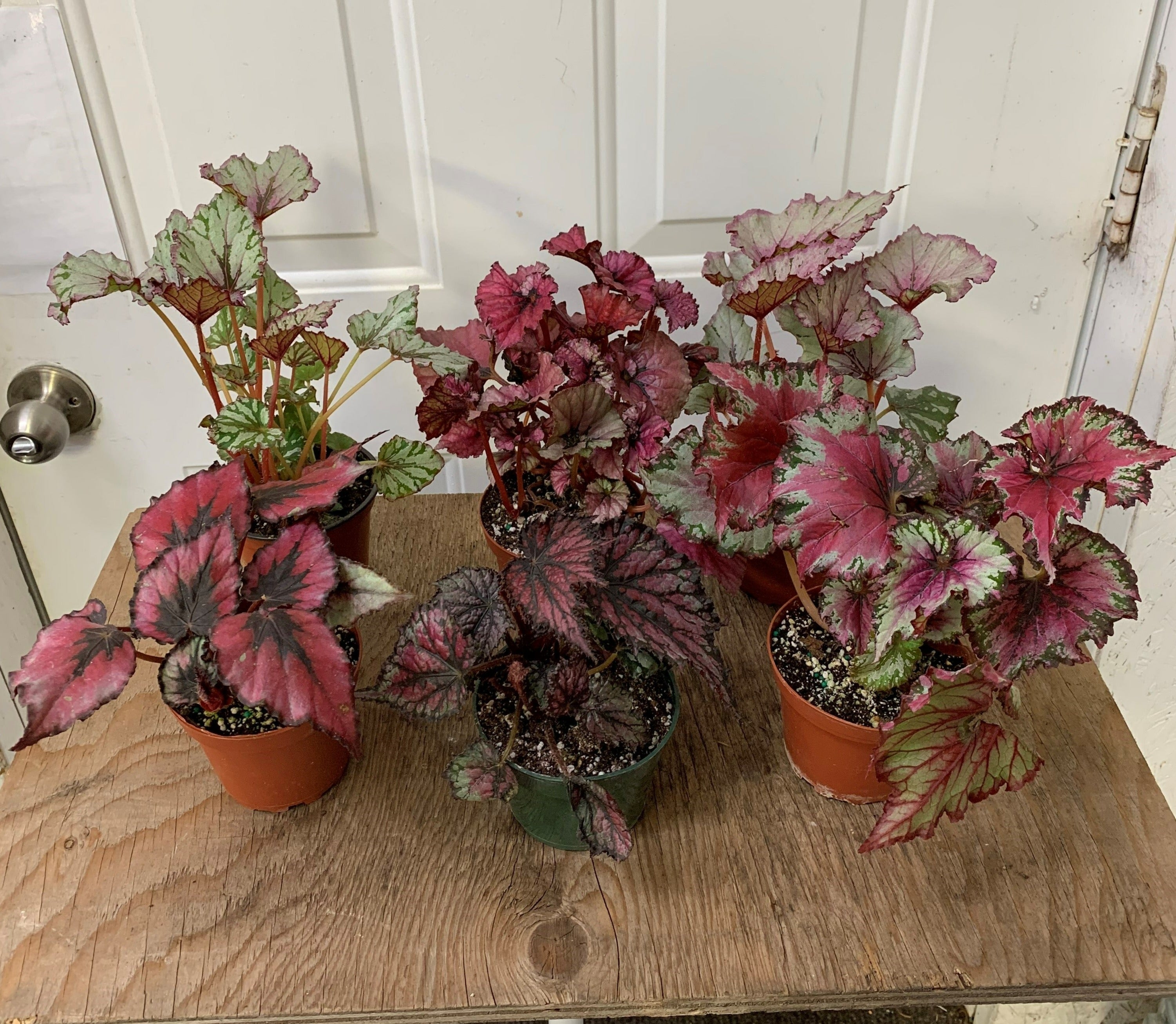Rex Begonia (growers choice) – Ottawa Plants