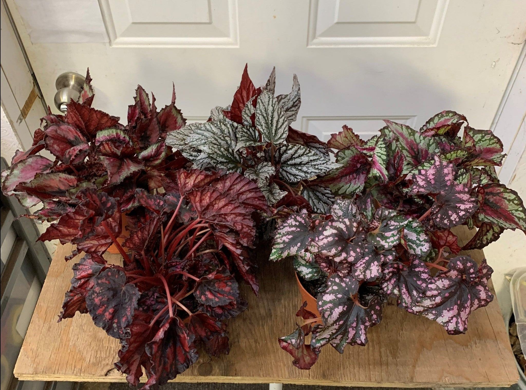 Rex Begonia (growers choice) – Ottawa Plants