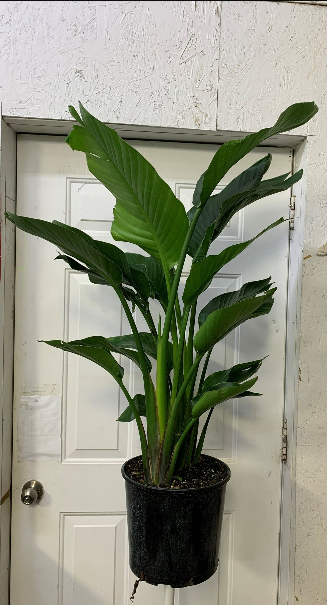 Strelitzia Nicolai - Bird of Paradise – Ottawa Plants