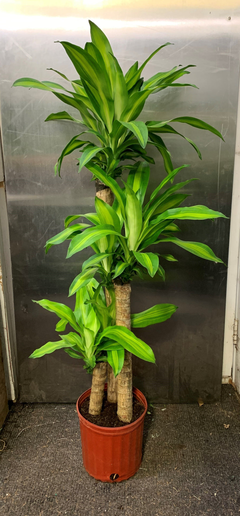 how to water a mass cane plant