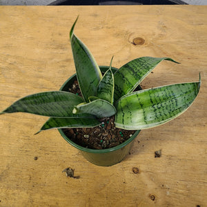 night owl sansevieria height