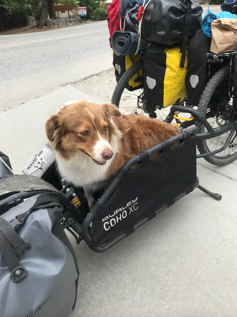 A dog in a carrier on a bike packing trip.