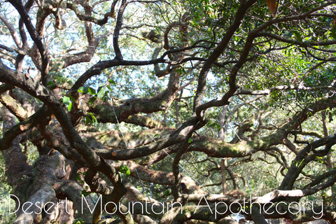 Desert Mountain Apothecary - South Carolina LowCountry - Angel Oak Tree