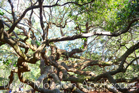 Desert Mountain Apothecary - Angel Oak Tree South Carolina