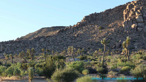 Black Lava Butte Joshua Trees Dusk Setting Sun Golden Light, Pioneertown, Pipes Canyon