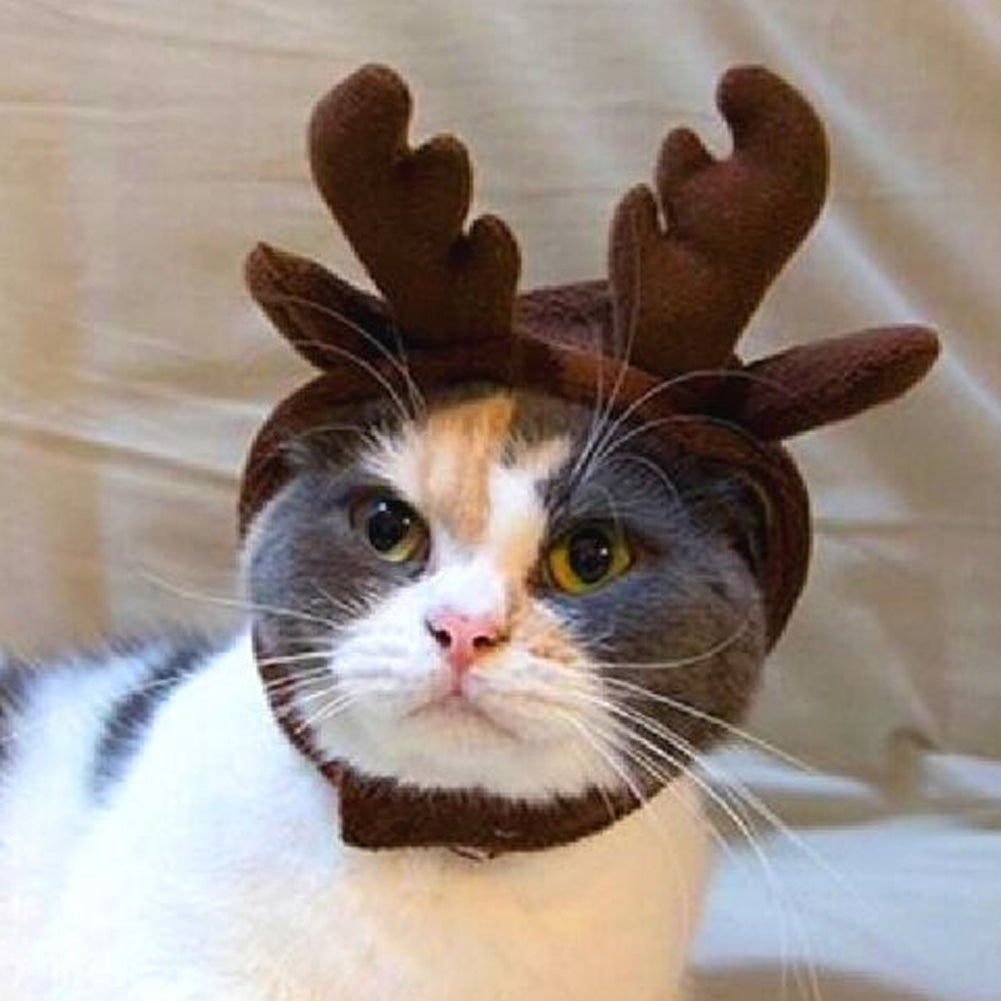 cat reindeer ears