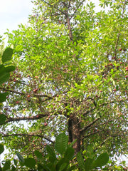 Garcinia indica tree