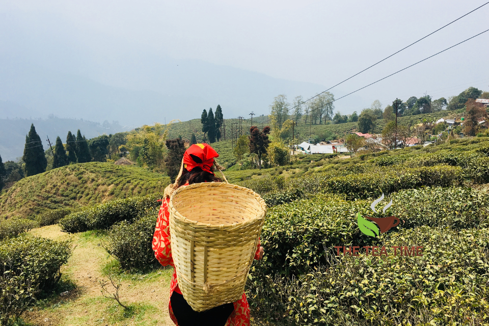 Darjeeling Tea. The Tea Time Shop