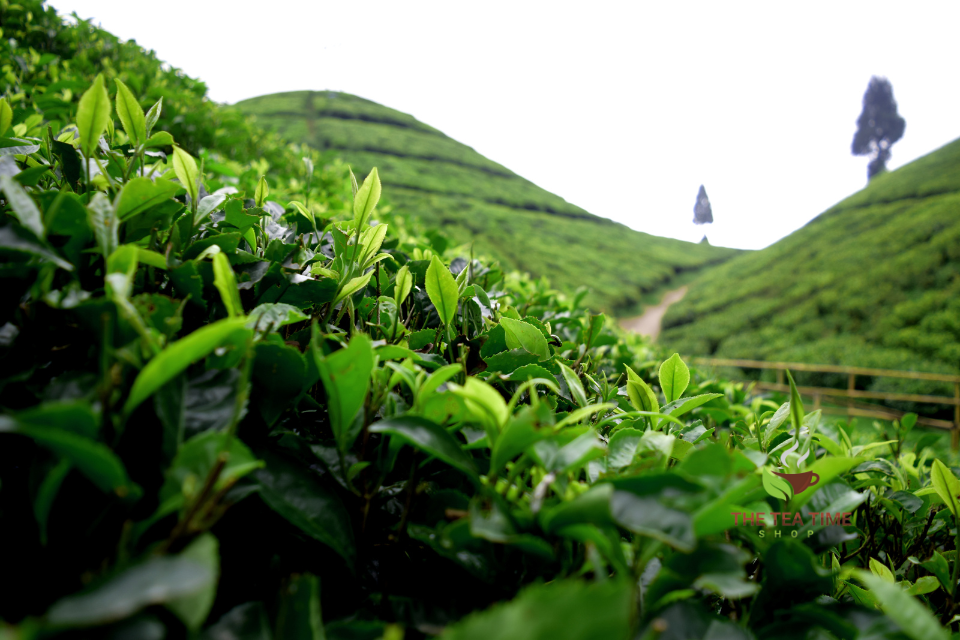 Loose leaf tea. The Tea Time Shop