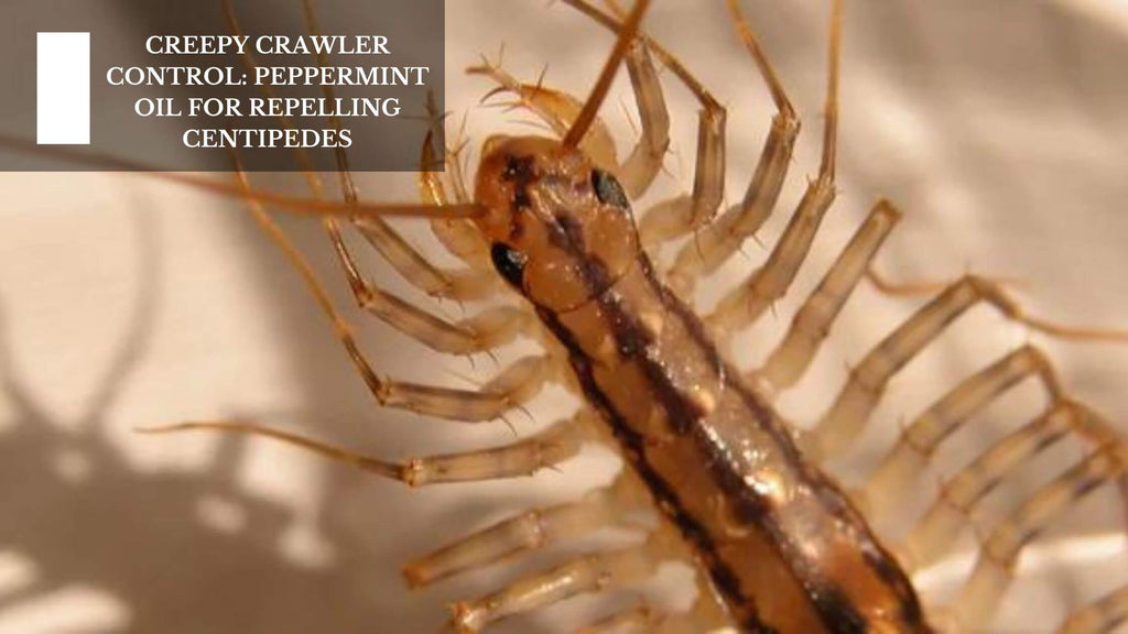 CREEPY CRAWLER CONTROL: PEPPERMINT OIL FOR REPELLING CENTIPEDES