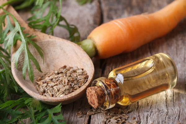 Carrot seed oil for wound and scar healing