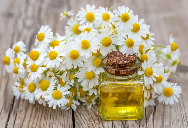 CHAMOMILE ESSENTIAL OIL