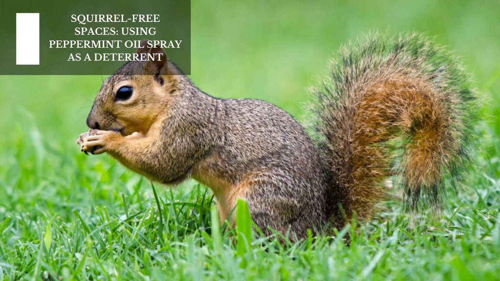 SQUIRREL-FREE SPACES: USING PEPPERMINT OIL SPRAY AS A DETERRENT