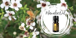 The Buzz About Manuka Oil - Myth or Miracle? Article by Claire Galea