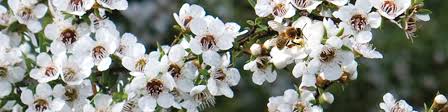 The Buzz About Manuka Oil - Myth or Miracle? Article by Claire Galea