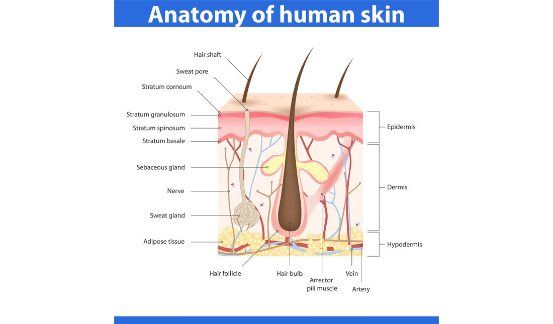 human skin anatomy illustration